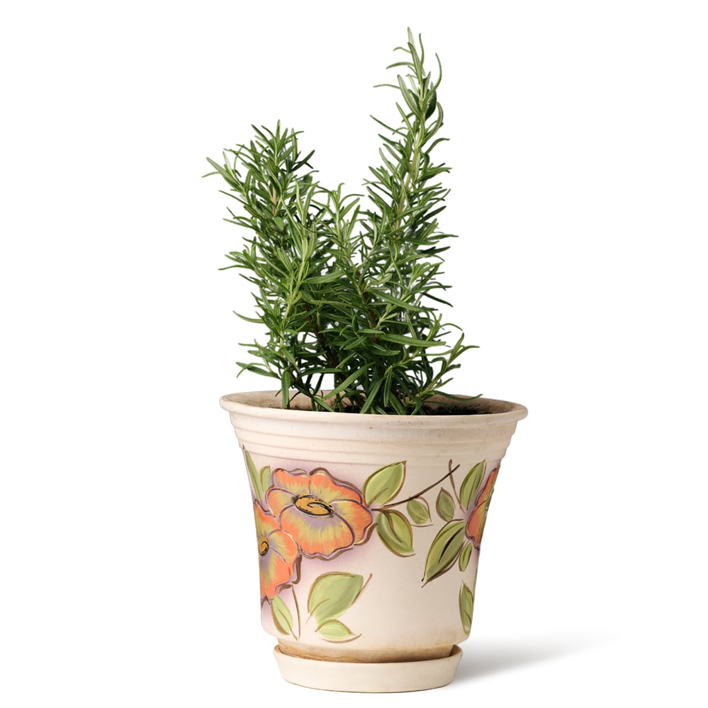 A Plant After Advanced Photo Background Removal Services