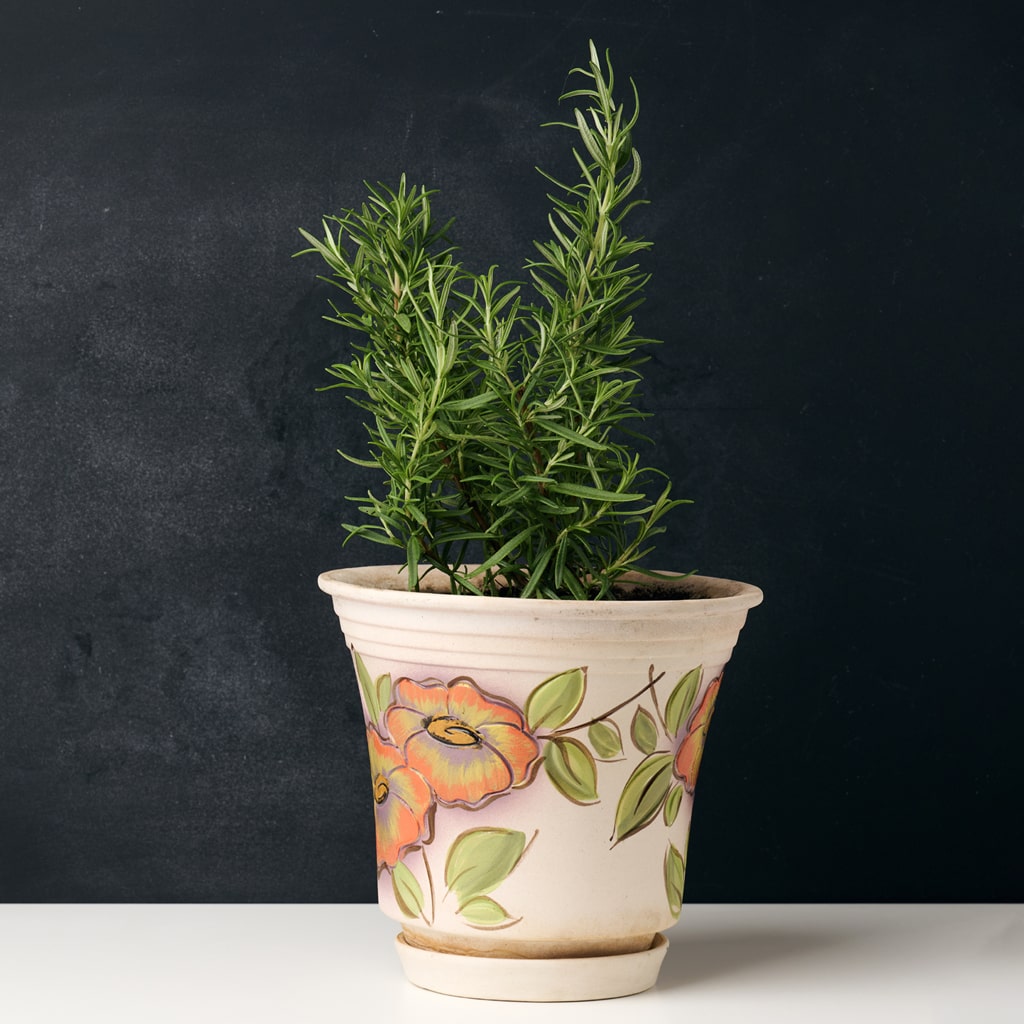 A Plant Before Advanced Photo Background Removal Services