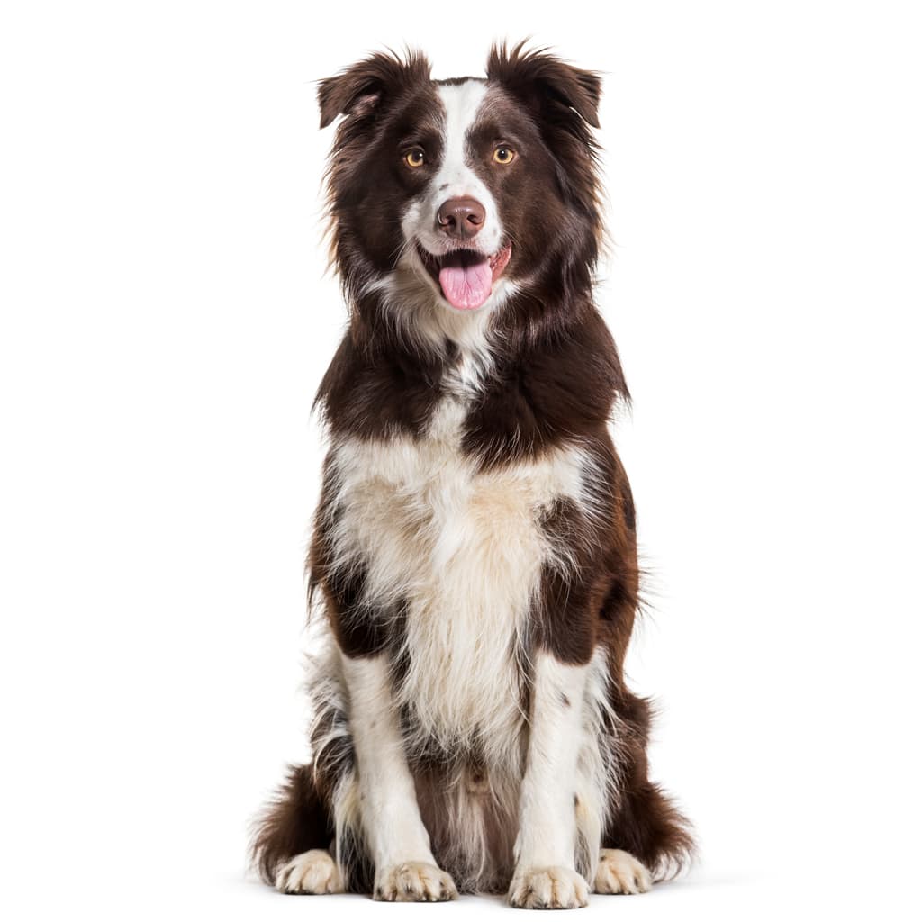 Before Animal Image to Vector Conversion Services