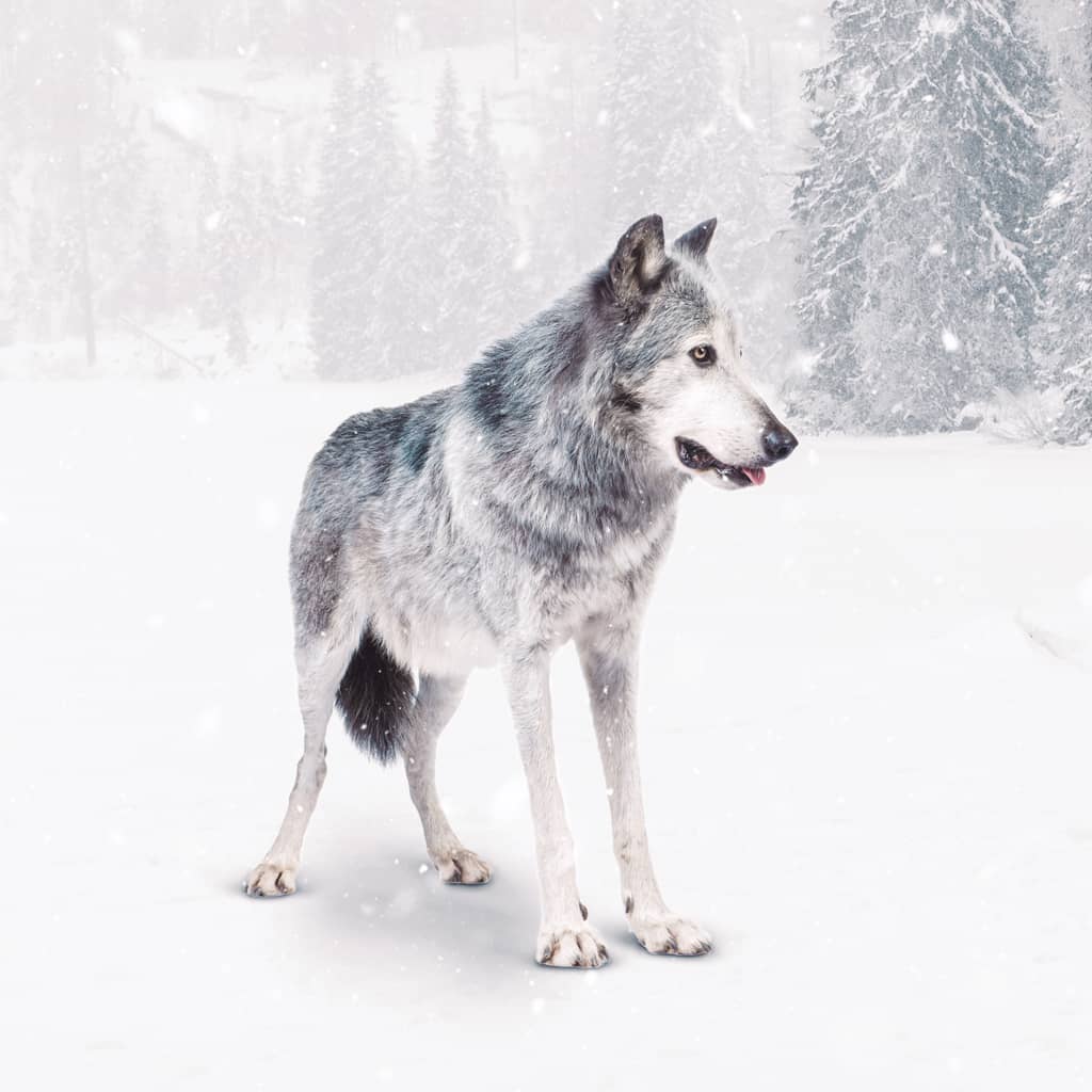 After Outsource Animal Photo Editing Services