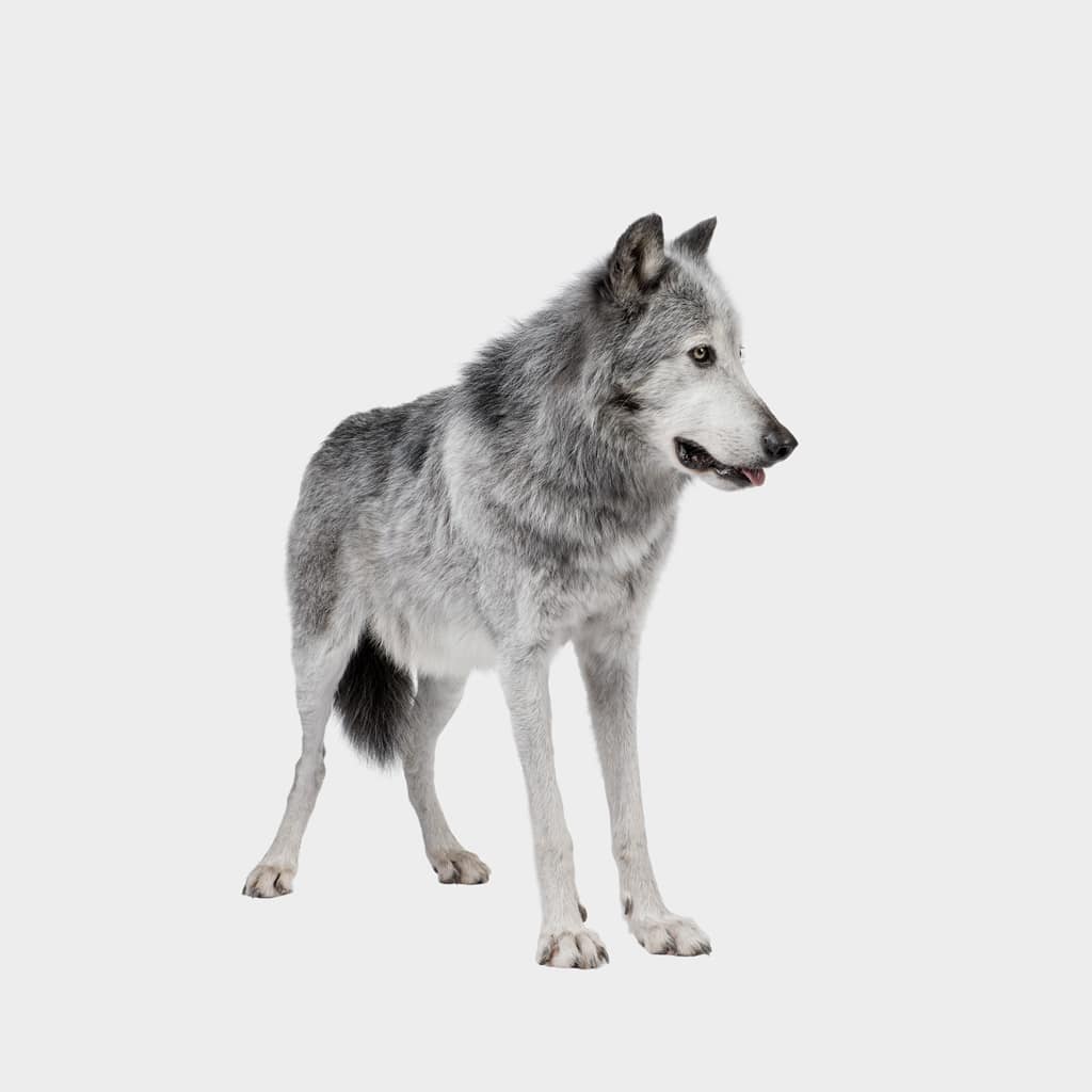 Before Outsource Animal Photo Editing Services