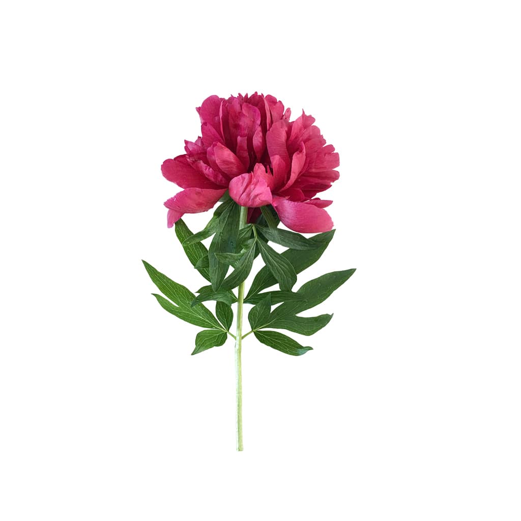 After Medium Complexity Image Masking Services