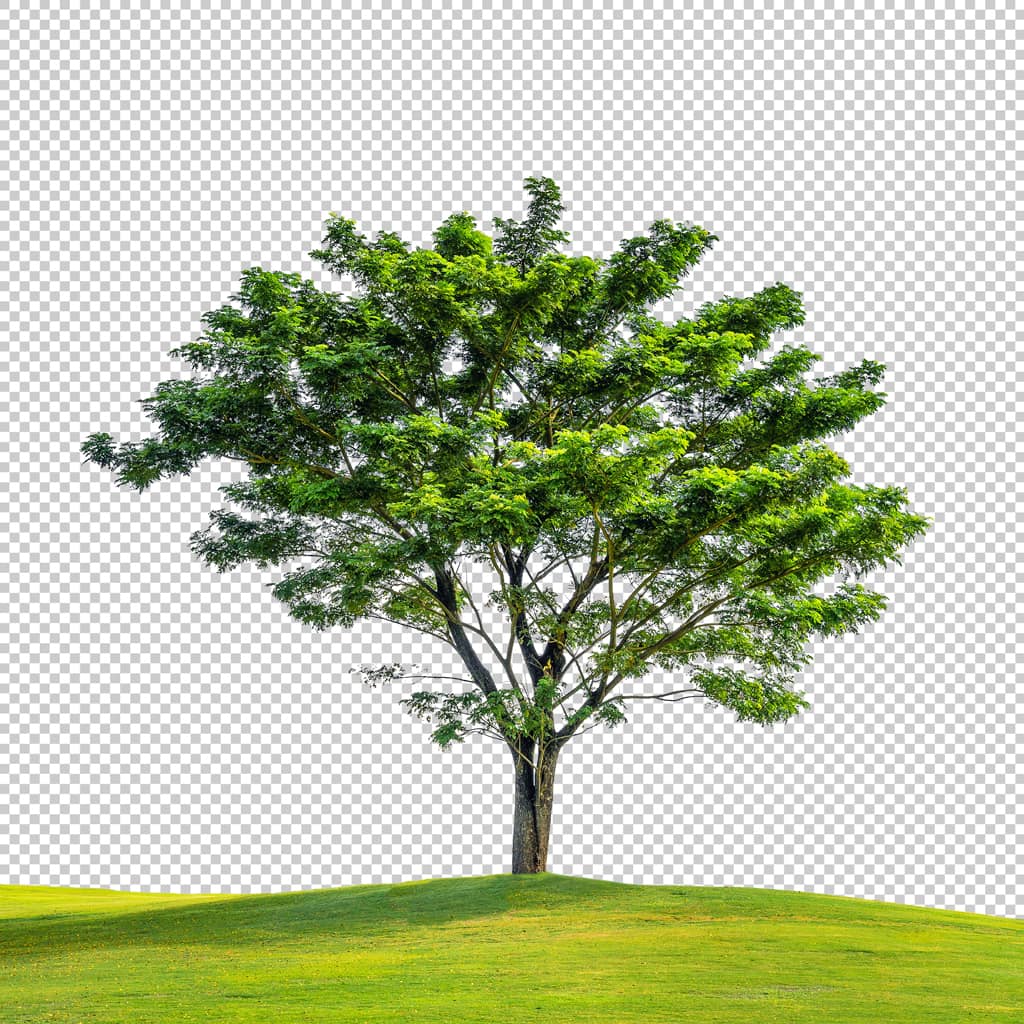 After Super Complex Image Masking Services