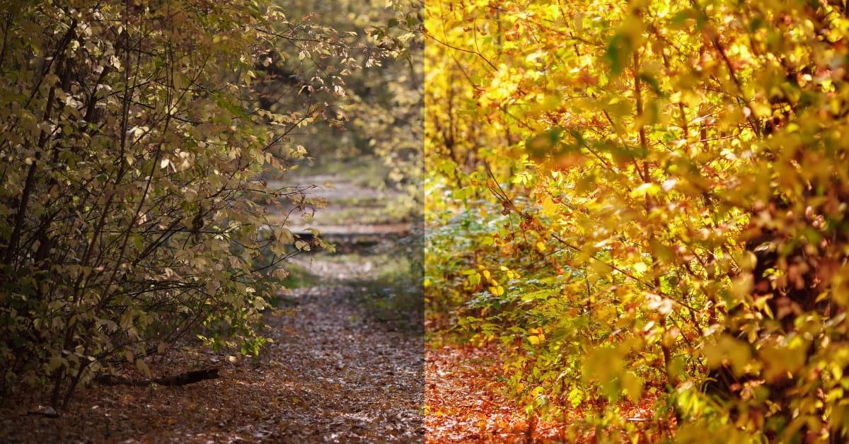 Photo Editing Software Comparison