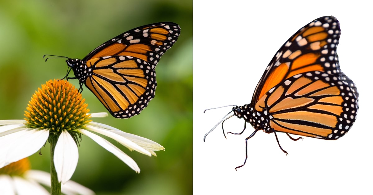 What are the benefits of clipping path