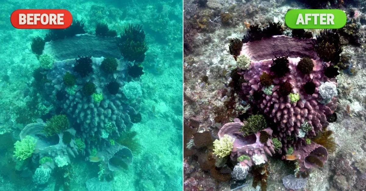Color Correction Underwater