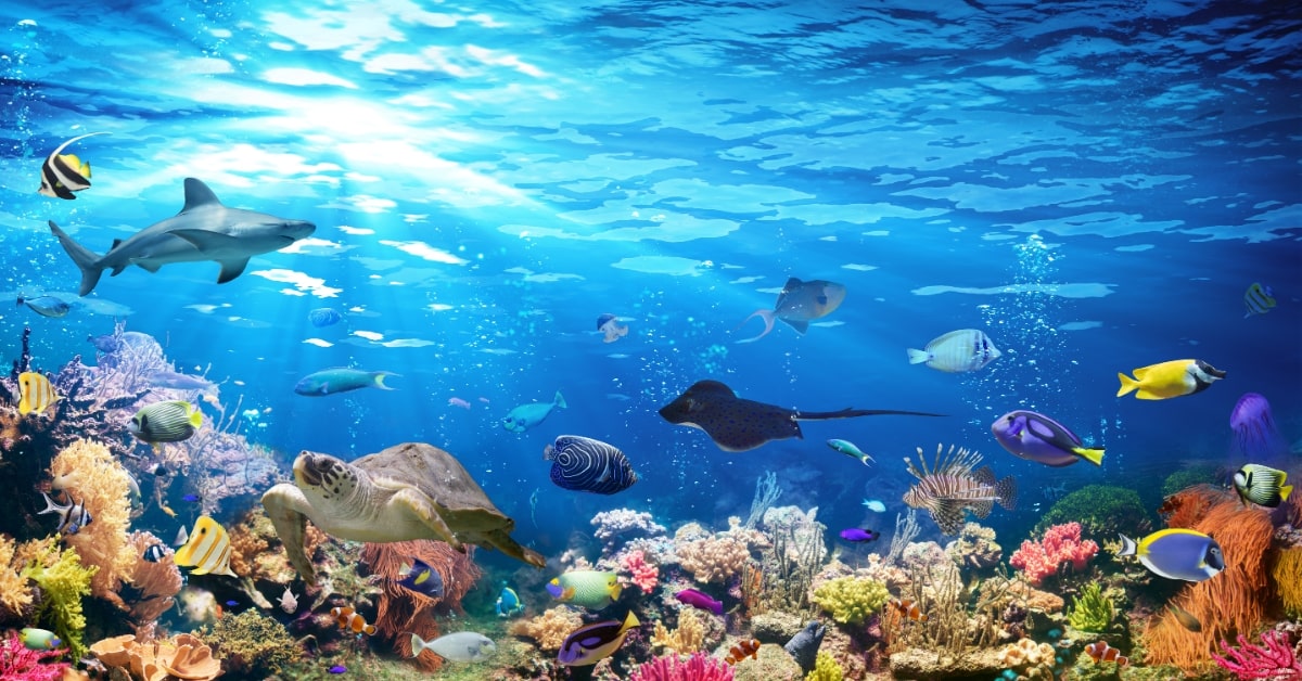 Underwater Color Correction