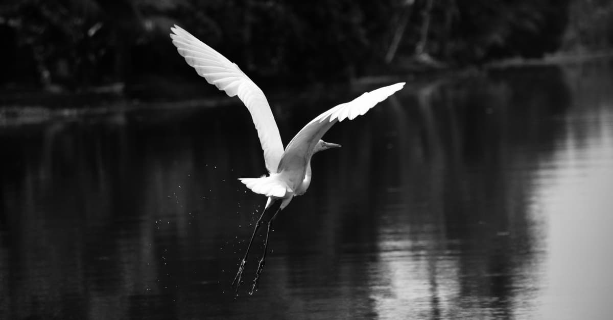 Bird Photography
