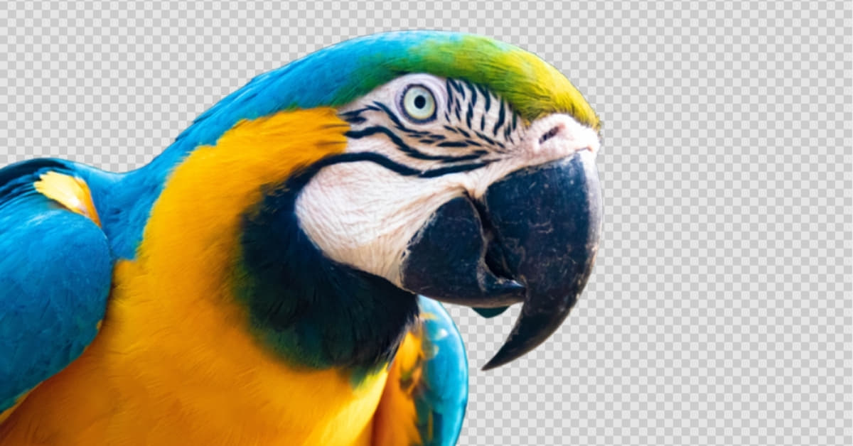 Image Cut-out
