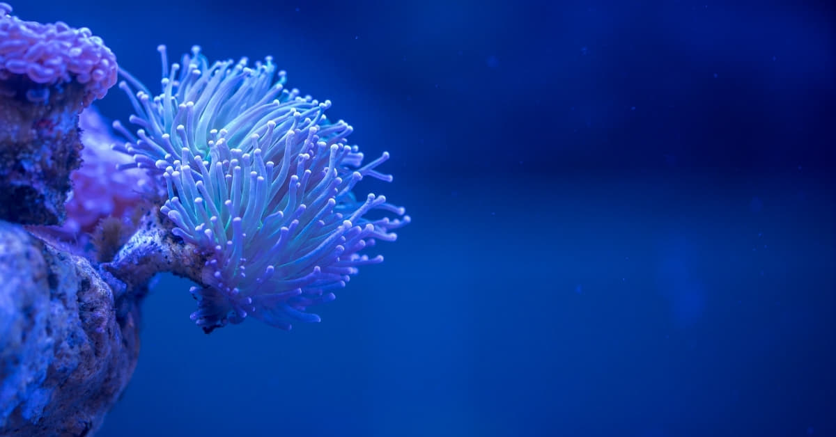 Macro Photography