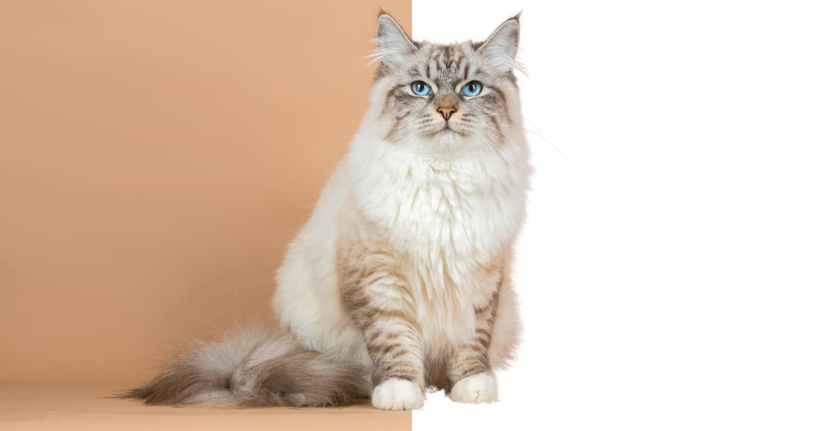 Outsourcing Photo Background Removal