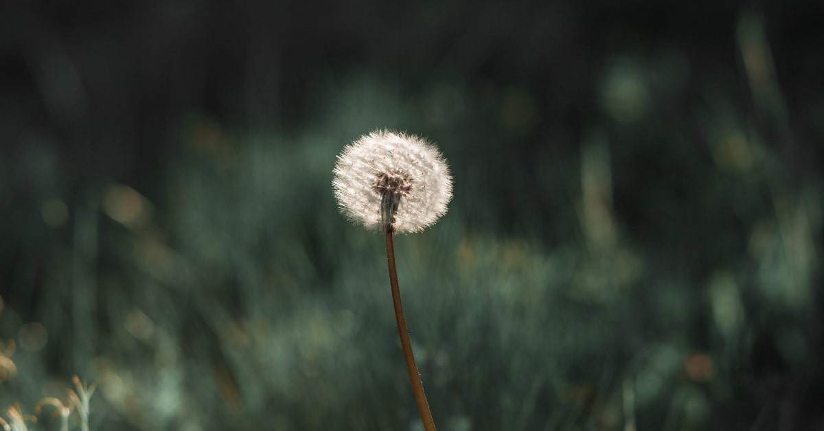 Best Photography Workflow Software