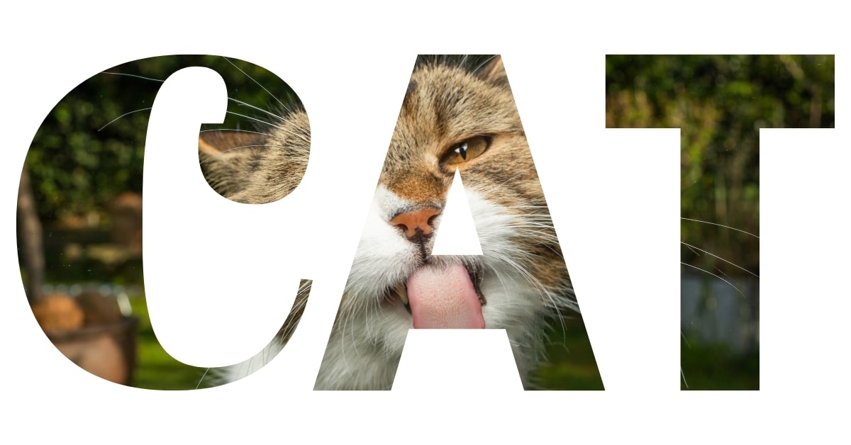 How to Replace Image in Clipping Mask Illustrator?