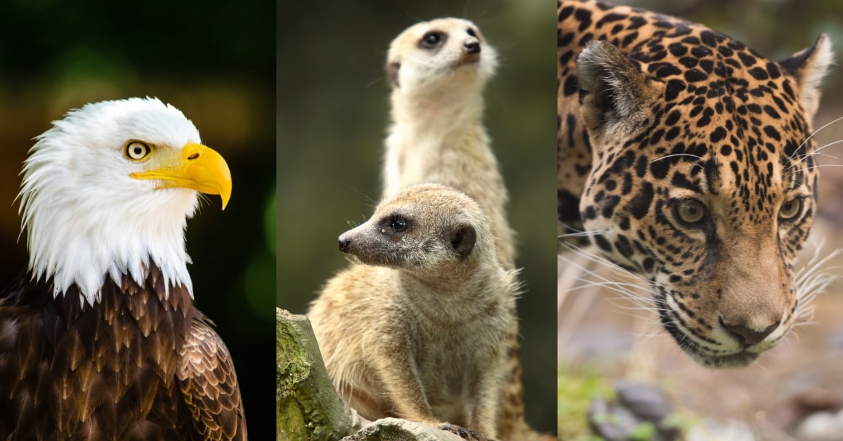 Wildlife Photography