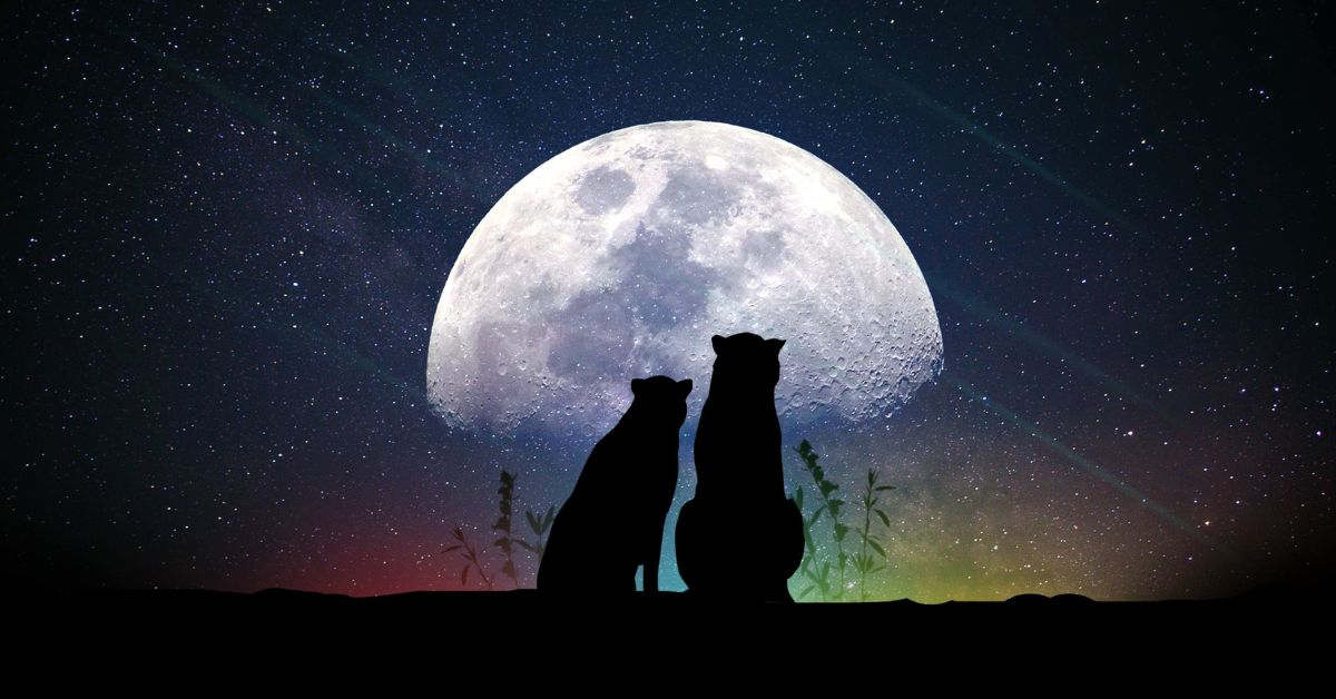 Simple Photoshop Online